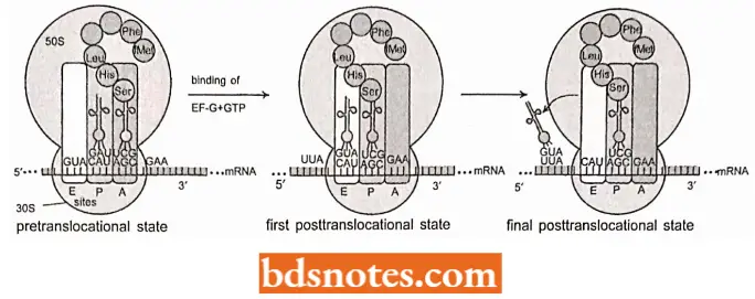Translation Protein Synthesis Mode Of Translocation By The Aid Of EF G