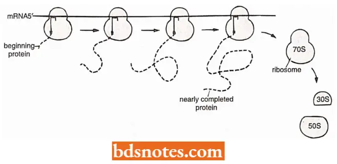 Translation Protein Synthesis Polysome Formation