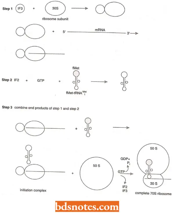 Translation Protein Synthesis The Prokaryotic 70S Ribosome Forms In A Three Step Process