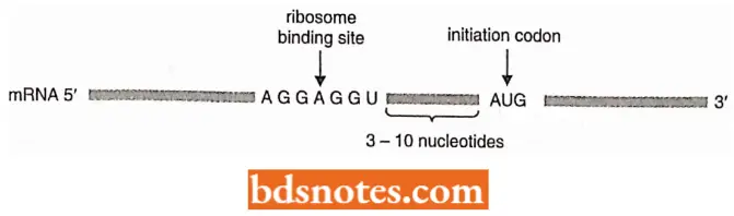 Translation Protein Synthesis The Shine Dalgarno Sequence Or Ribosome Binding Site For Bacterial