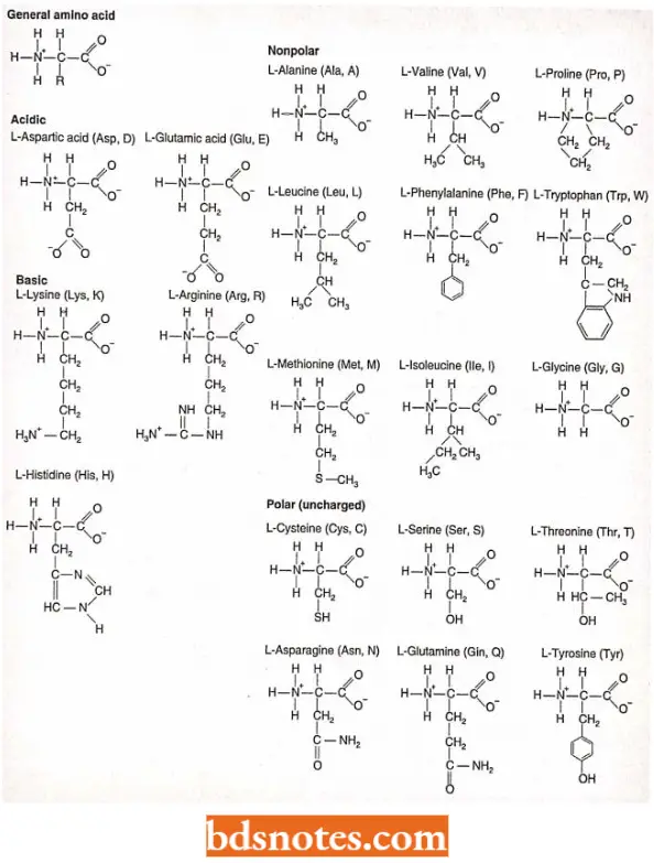 Translation Protein Synthesis The Twenty Amino Acids Found In Protein And Their Three And One Letter Abbreviation