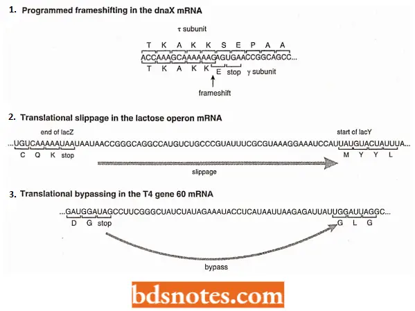 Translation Protein Synthesis Three Unusual Translation Elongation Events Occurring In Escherichia Coli