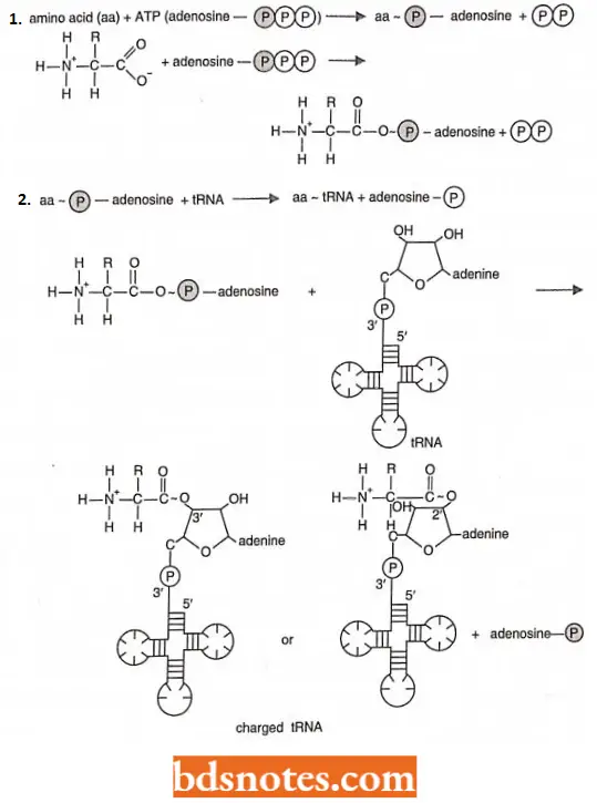 Translation Protein Synthesis Two Steps Of Aminoacylation Is Attachment Of A Specific Amino Acid