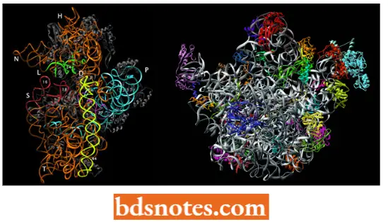 Translation Protein Synthesis X Ray Crystallographic Structure Of Bacterial Ribosome