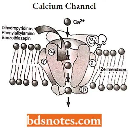 Antianginal Drugs Calcium Channel