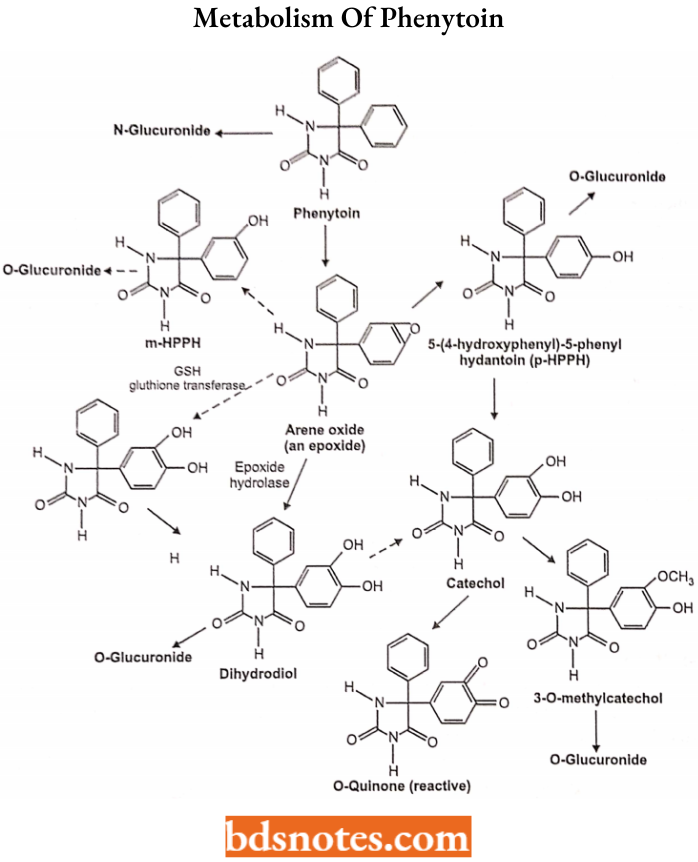 Anticonvulsants Metabolism Of Phenytoin