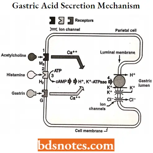 Antihistamine Agents Gastric Acid Secretion Mechanism