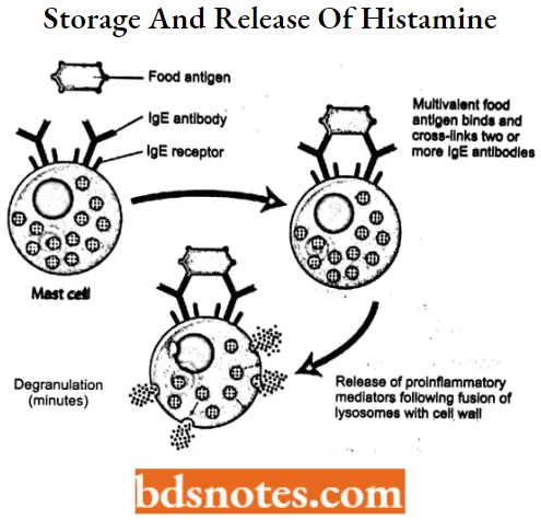 Antihistamine Agents Storage And Release Of Histamine