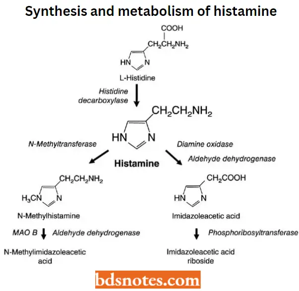 Antihistamine Agents Synthesis And Metabolism Of Histamine