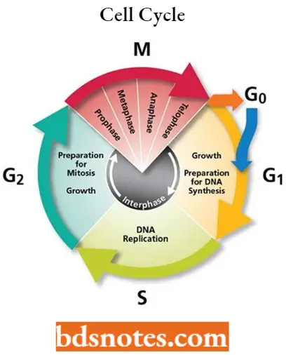 Antineoplastic Drugs Cell Cycle