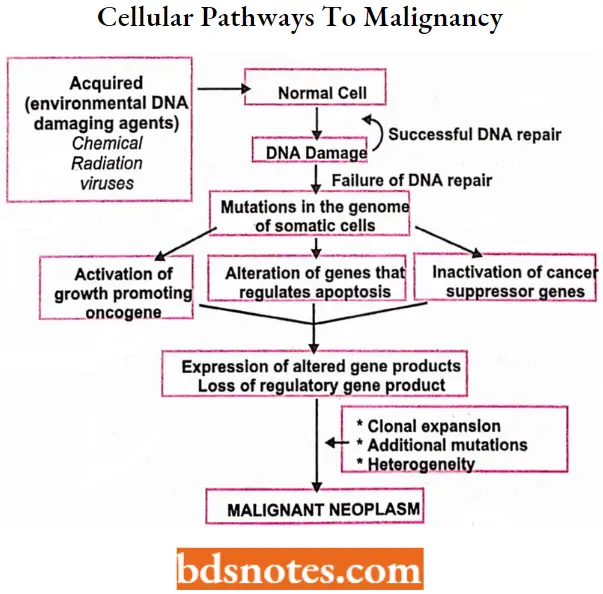 Antineoplastic Drugs Cellular Pathways To Malignancy