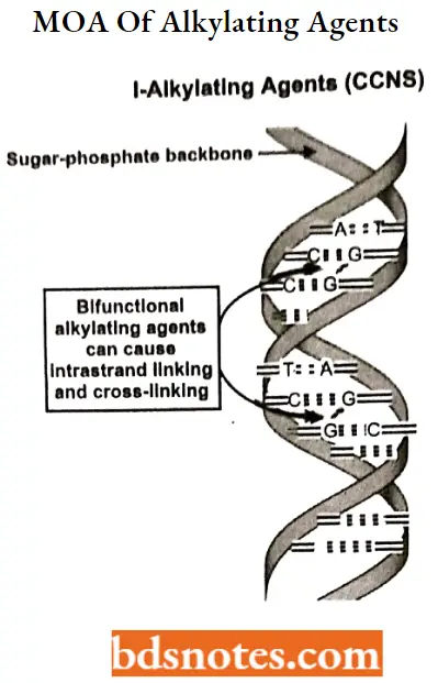 Antineoplastic Drugs MOA Of Alkylating Agents