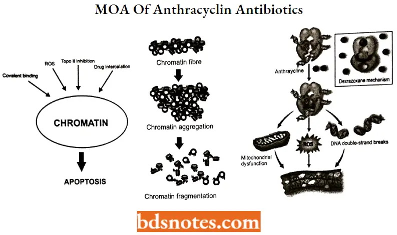 Antineoplastic Drugs MOA Of Anthracyclin Antibiotics