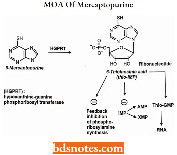 Antineoplastic Drugs MOA Of Mercaptopurine