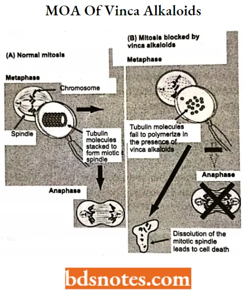 Antineoplastic Drugs MOA Of Vinca Alkaloids