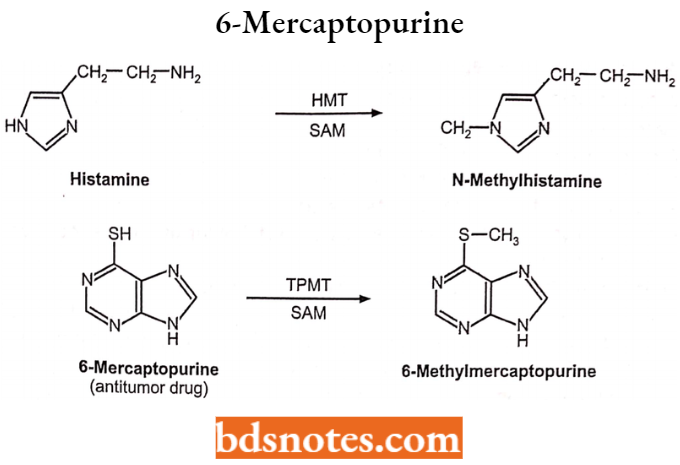 Medical Chemistry 6-Mercaptopurine