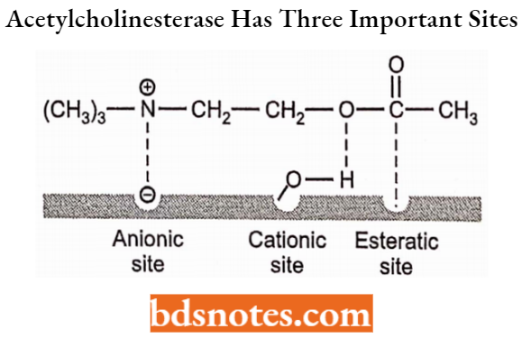 Cholinergic Drugs And Related Agents Acetylcholinesterase Has Three Important Sites