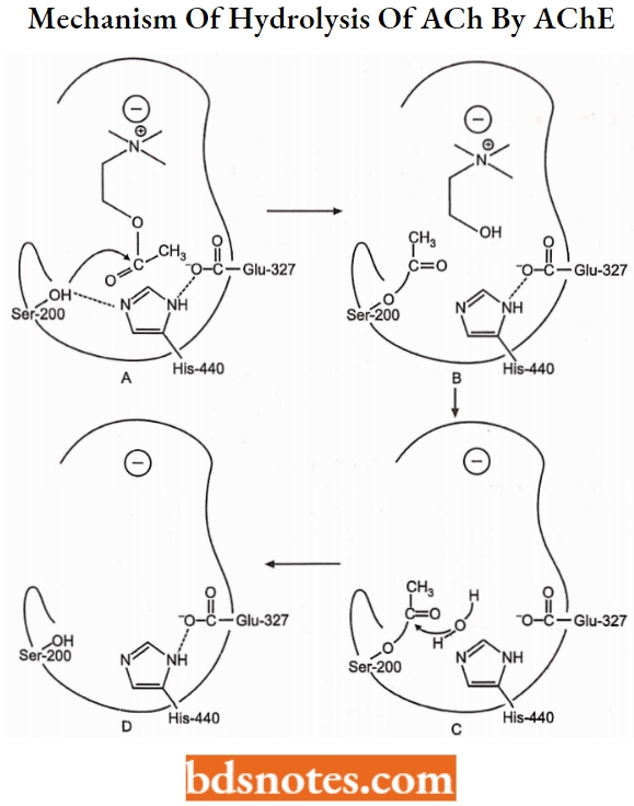 Cholinergic Drugs And Related Agents Mechanism Of Hydrolysis Of ACh By AChE