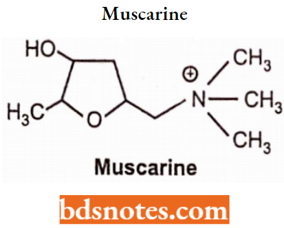 Cholinergic Drugs And Related Agents Muscarine