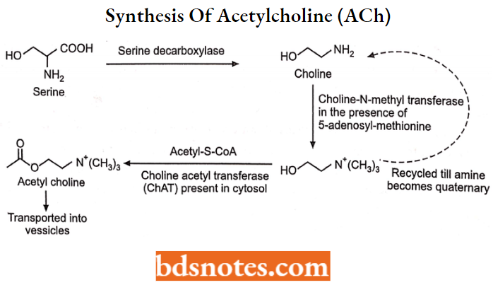 Cholinergic Drugs And Related Agents Synthesis Of Acetylcholine (ACh)