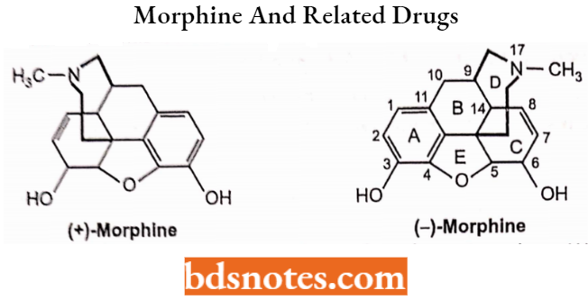 Drugs Acting On Central Nervous System Morphine And Related Drugs