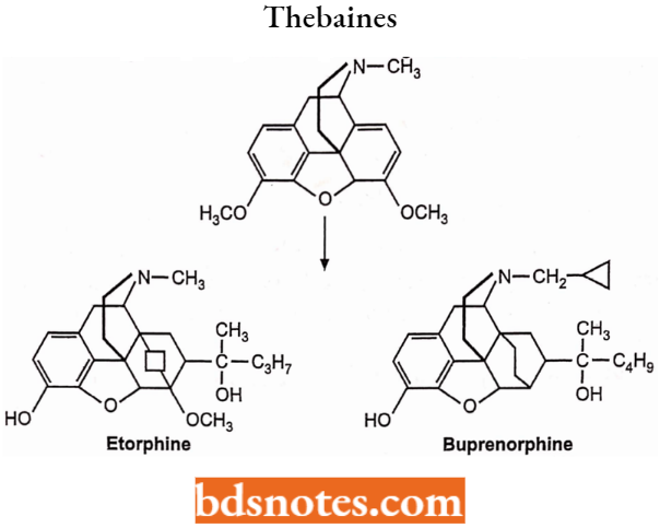 Drugs Acting On Central Nervous System Thebaines