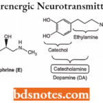 Drugs Action On Autonomic Nervous System Adrenergic Neurotransmitters