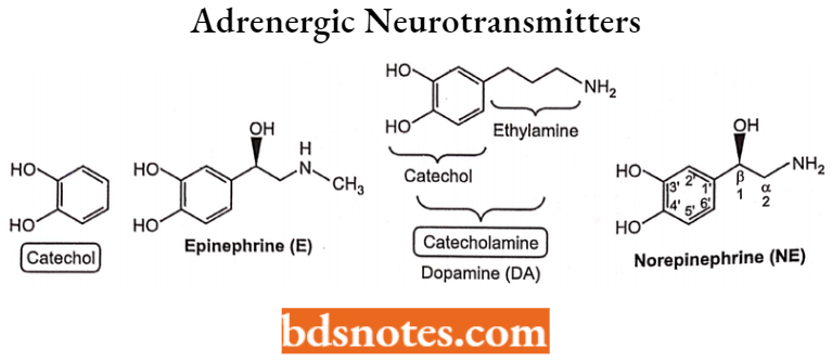 Drugs Action On Autonomic Nervous System Adrenergic Neurotransmitters