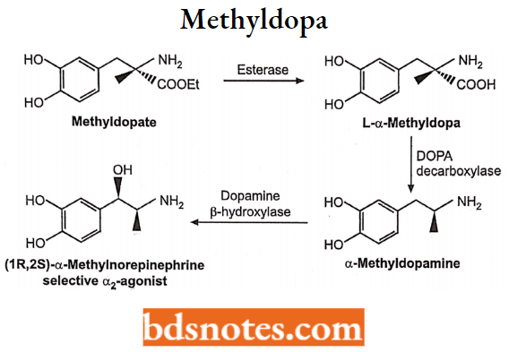 Drugs Action On Autonomic Nervous System Methyldopa