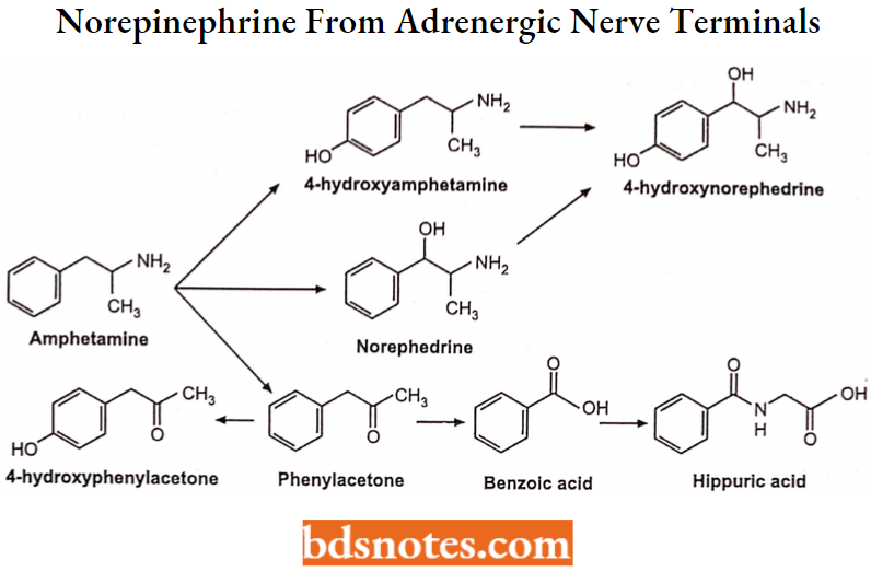 Drugs Action On Autonomic Nervous System Norepinephrine From Adrenergic Nerve Terminals