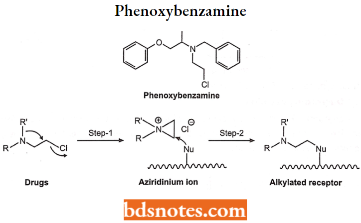Drugs Action On Autonomic Nervous System Phenoxybenzamine