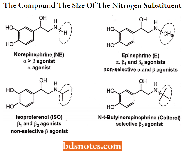 Drugs Action On Autonomic Nervous System The Receptor Selectivity Of The Compound The Size Of The Nitrogen Substituent