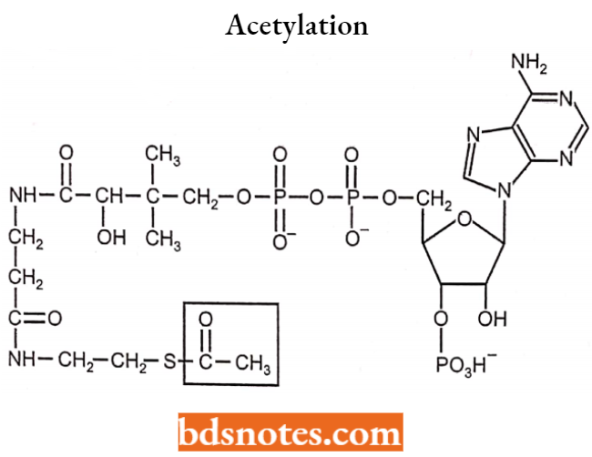 Medical Chemistry Acetylation