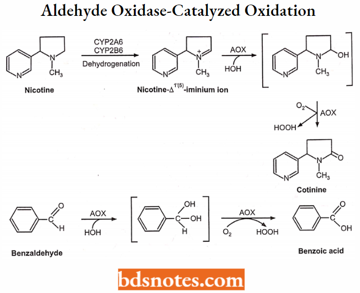 Medical Chemistry Aldehyde Oxidase-Catalyzed Oxidation