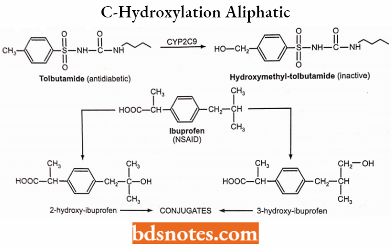 Medical Chemistry C-Hydroxylation Aliphatic