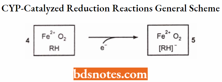 Medical Chemistry CYP-Catalyzed Reduction Reactions General Scheme
