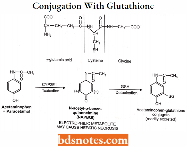 Medical Chemistry Conjugation With Glutathione