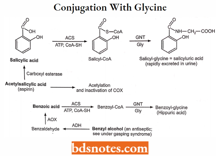Medical Chemistry Conjugation With Glycine