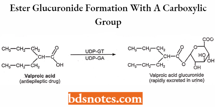 Medical Chemistry Ester Glucuronide Formation With A Carboxylic Group
