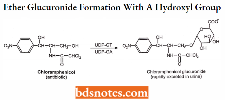 Medical Chemistry Ether Glucuronide Formation With A Hydroxyl Group