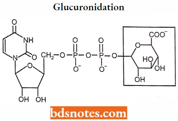 Medical Chemistry Glucuronidation