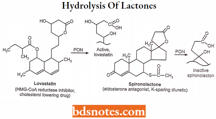 Medical Chemistry Hydrolysis Of Lactones