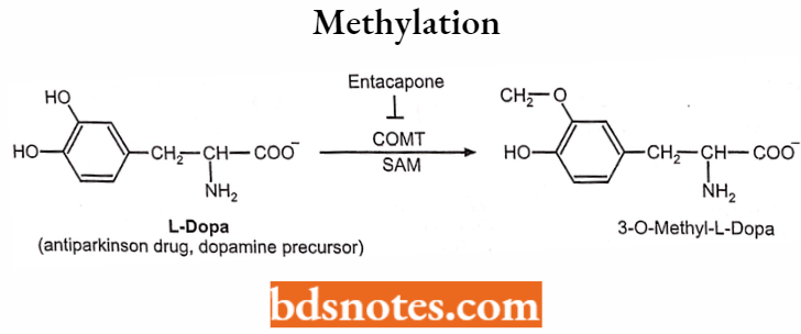 Medical Chemistry Methylation Example