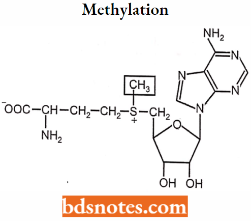 Medical Chemistry Methylation