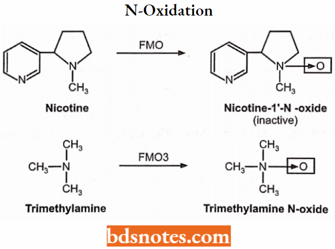 Medical Chemistry N-Oxidation
