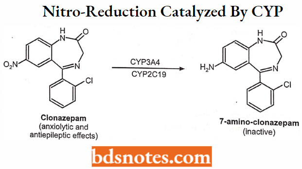 Medical Chemistry Nitro-Reduction Catalyzed By CYP