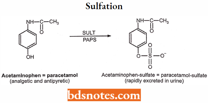 Medical Chemistry Sulfation Example