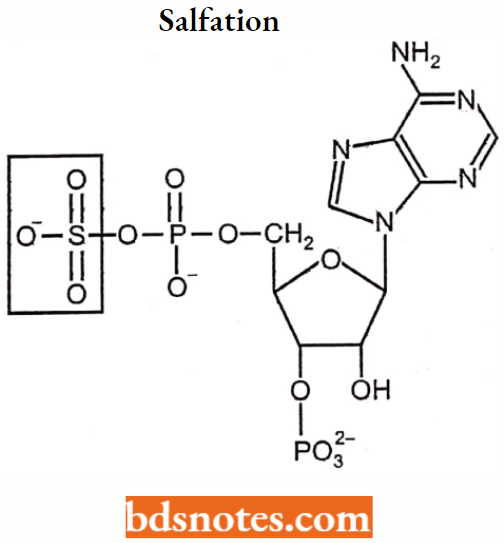 Medical Chemistry Sulfation