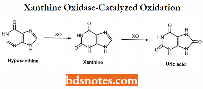 Medical Chemistry Xanthine Oxidase-Catalyzed Oxidation
