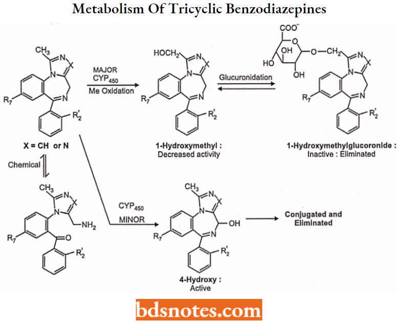 Sedatives And Hypnotics Metabolism Of Tricyclic Benzodiazepines
